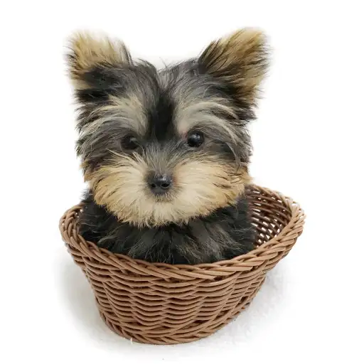 ヨークシャーテリア