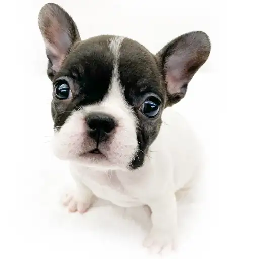 フレンチブルドッグ