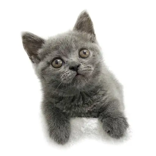 ブリティッシュショートヘア