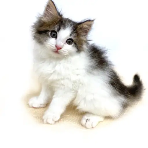 ノルウェージャンフォレストキャット