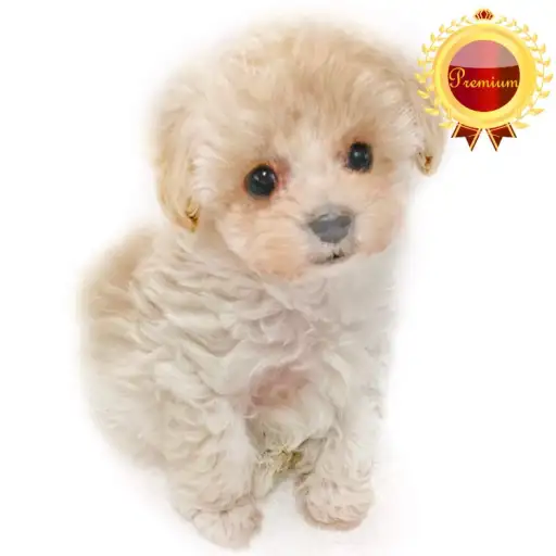 MIX（トイプードル×マルチーズ）