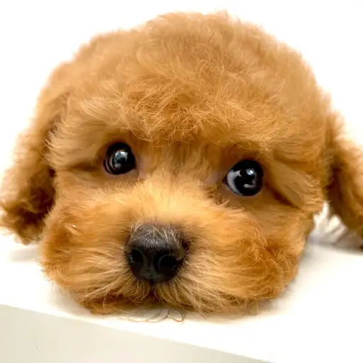 トイ・プードル