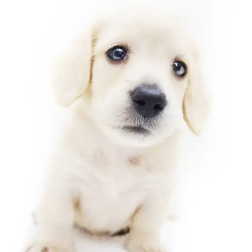 カニンヘン・ダックスフント