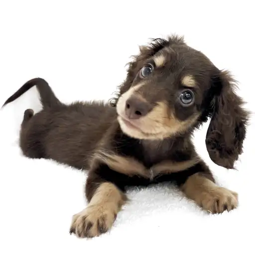 ミニチュア・ダックスフント