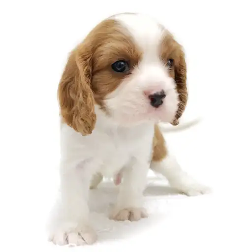 キャバリア・キングチャールズ・スパニエル