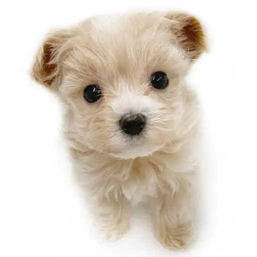 MIX（マルチーズ×トイプードル）