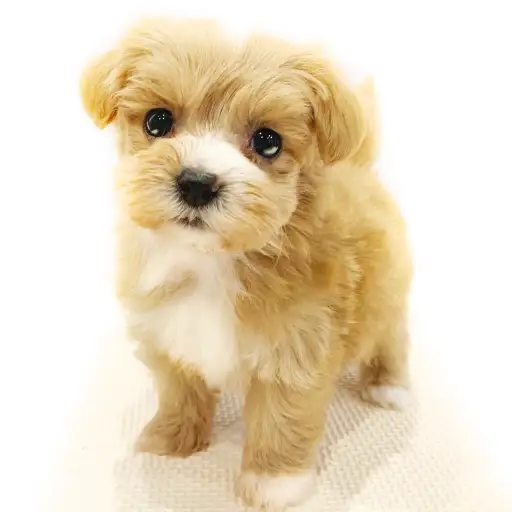 MIX（マルチーズ×トイプードル）