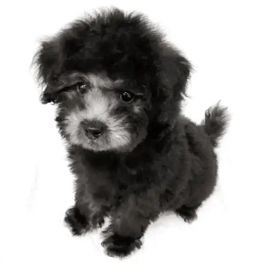 トイ・プードル