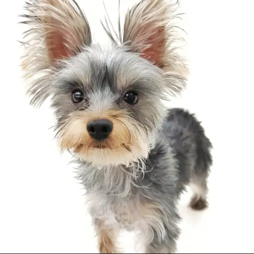 ヨークシャーテリア