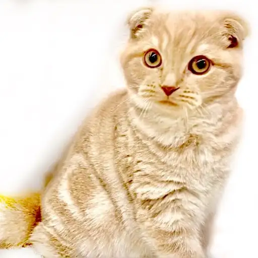 スコティッシュフォールド