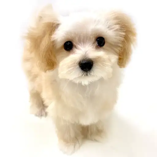 MIX（マルチーズ×トイプードル）