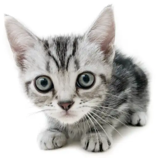 アメリカンショートヘア