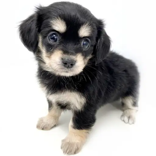 MIX（チワワ×ミニチュアダックスフント）