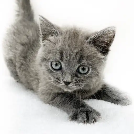 ブリティッシュショートヘア