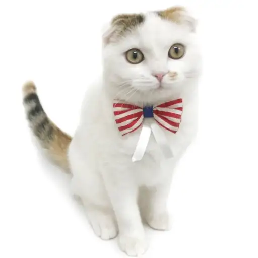 スコティッシュフォールド