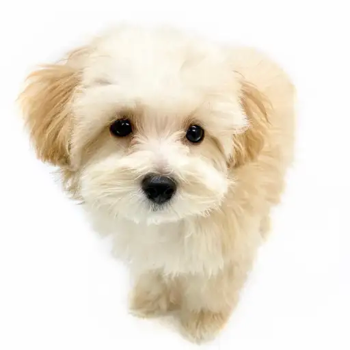 MIX（マルチーズ×トイプードル）