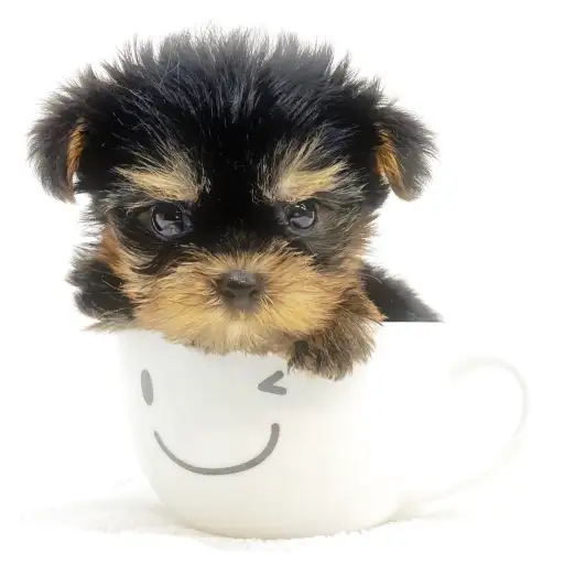 ヨークシャーテリア