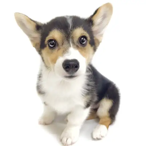 ウェルシュコーギーペンブローク