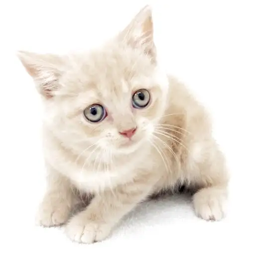 ブリティッシュショートヘア