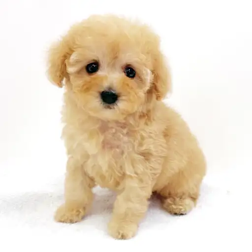 トイ・プードル