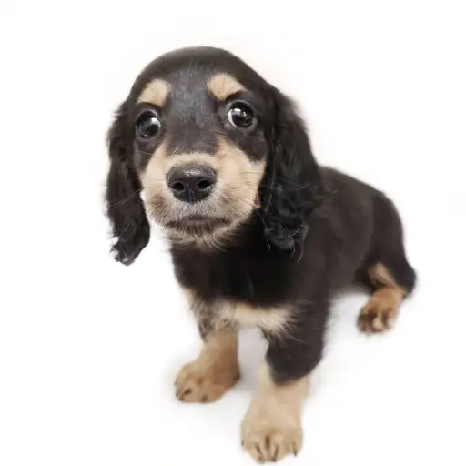 カニンヘン・ダックスフント