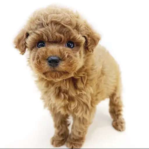 トイ・プードル