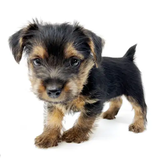 ノーフォークテリア