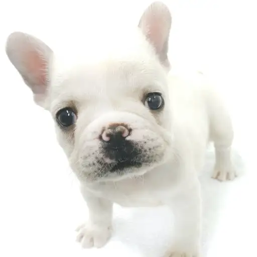 フレンチブルドッグ