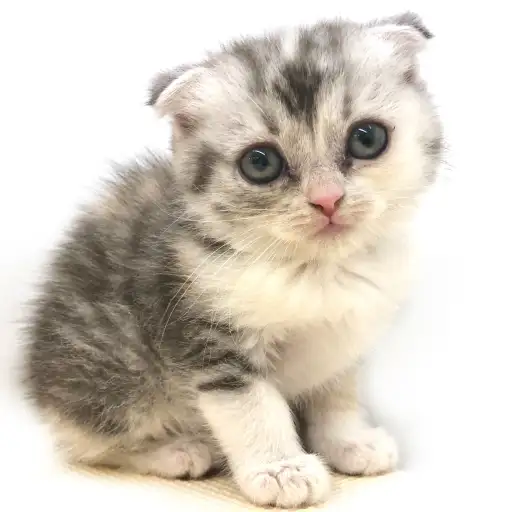 スコティッシュフォールド