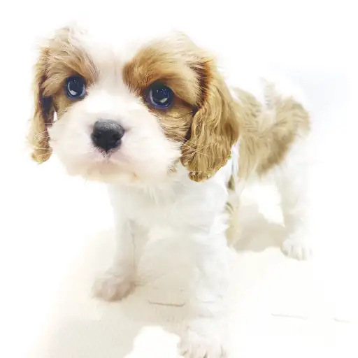 キャバリア・キングチャールズ・スパニエル