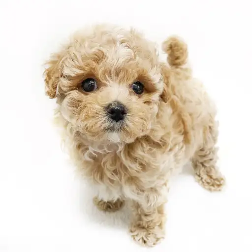 MIX（マルチーズ×トイプードル）