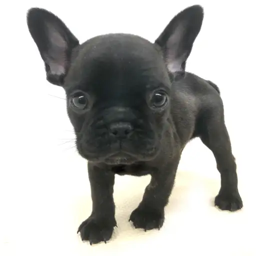 フレンチブルドッグ