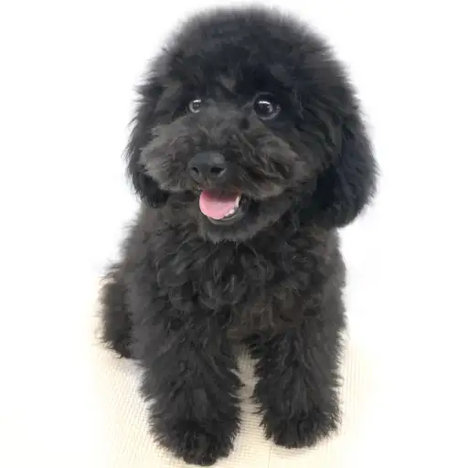 トイ・プードル