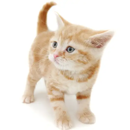 スコティッシュフォールド