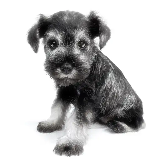 ミニチュア・シュナウザー