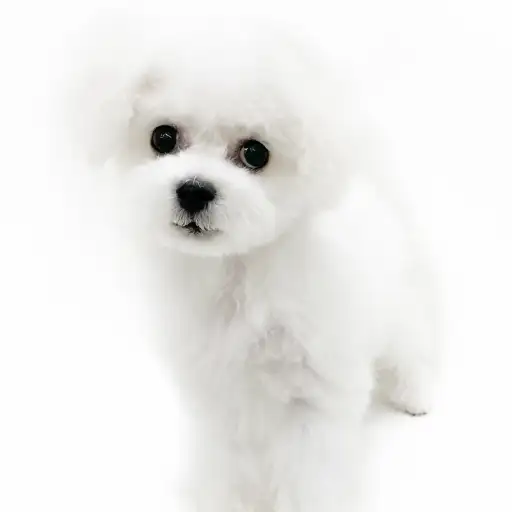 ビションフリーゼ