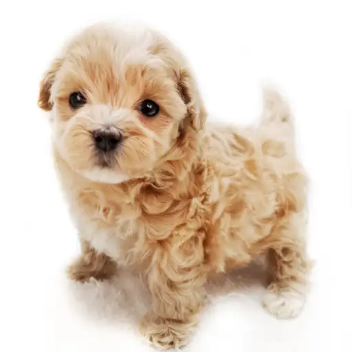 MIX（トイプードル×マルチーズ）