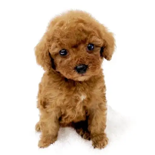 トイ・プードル