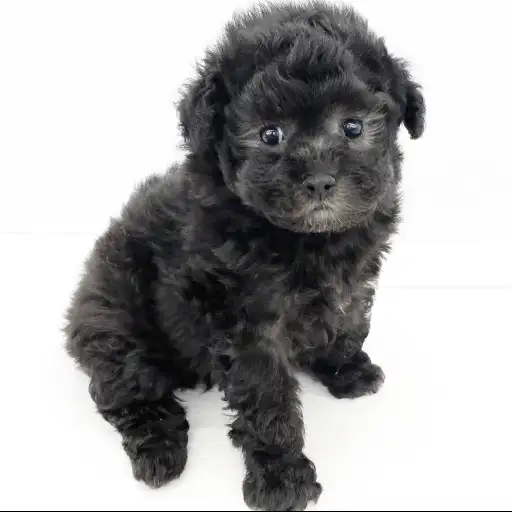 トイ・プードル