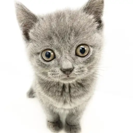 ブリティッシュショートヘア