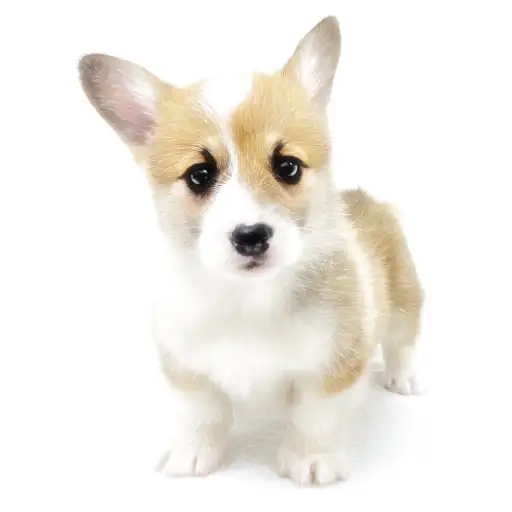 ウェルシュコーギーペンブローク