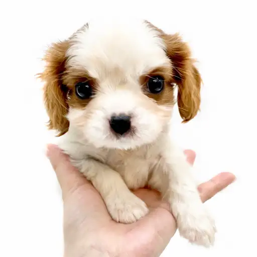 キャバリア・キングチャールズ・スパニエル