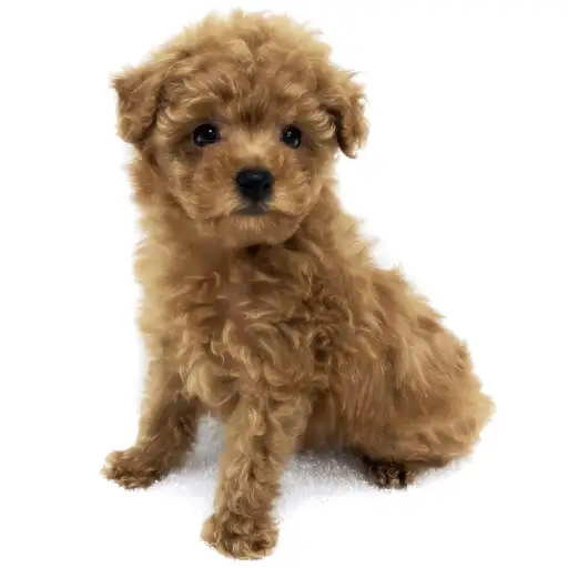 トイ・プードル