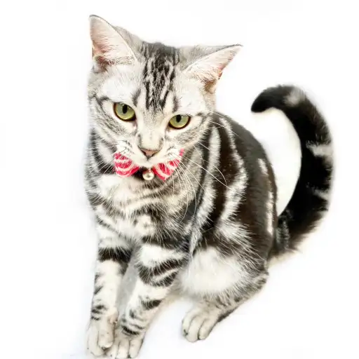 アメリカンショートヘア