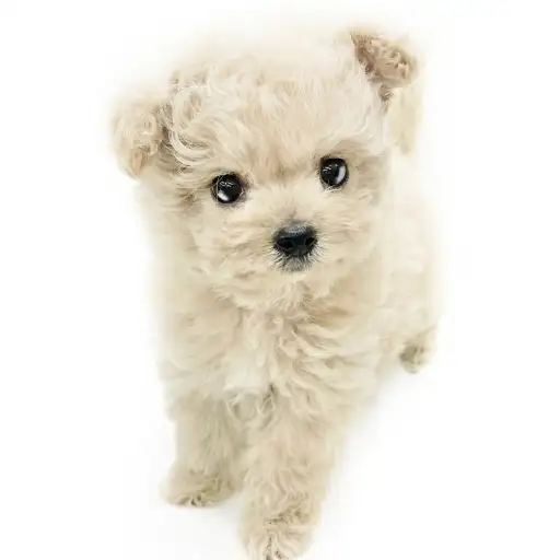 MIX(チワワ×トイプードル)