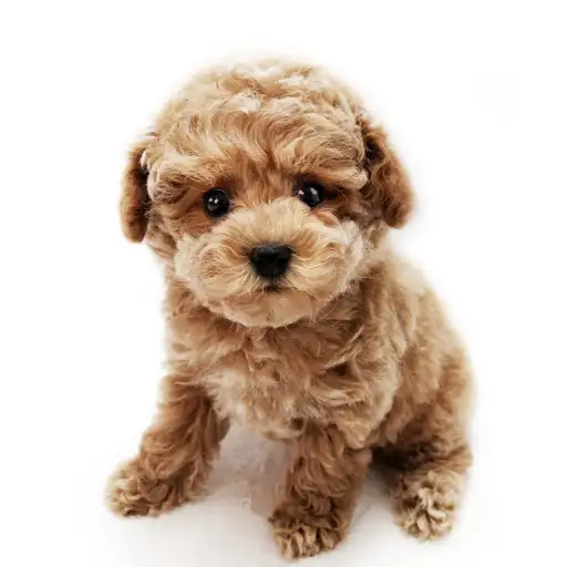 トイ・プードル