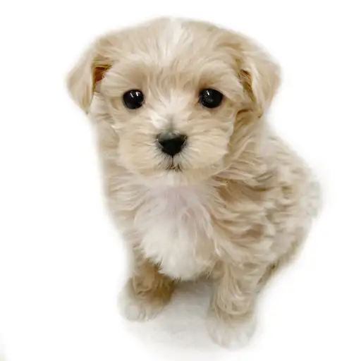 MIX（トイプードル×マルチーズ）