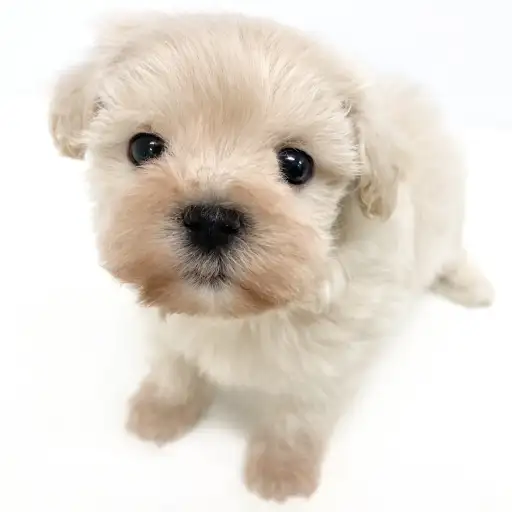 MIX（トイプードル×マルチーズ）