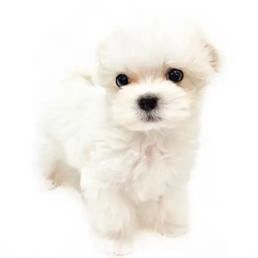 MIX（トイプードル×マルチーズ）