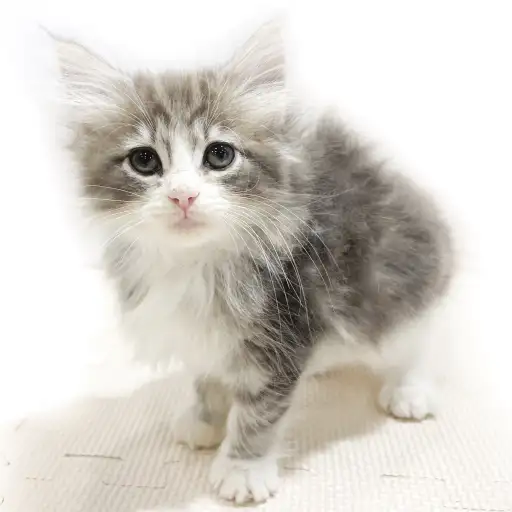 ノルウェージャンフォレストキャット